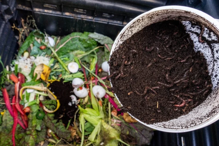 Compost heap with vegetables and organic waste being enriched with a tray of black soil containing earthworms for decomposition.