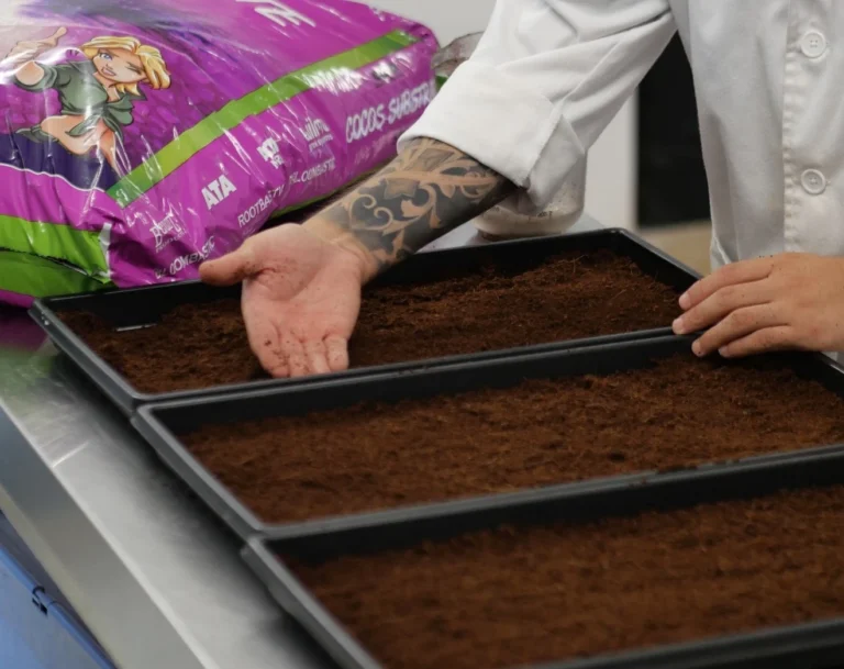 Man standing beside black trays filled with a layer of Atami Cocos substrate, preparing the ideal base for plant cultivation.