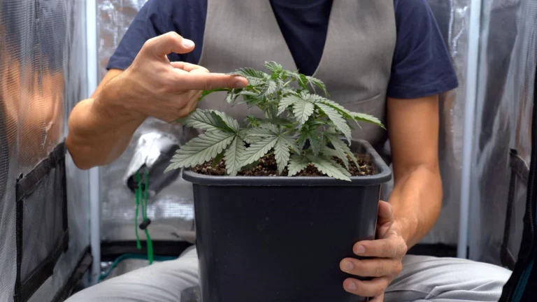 Growing cannabis indoors can yield great results, as the grower has control over the conditions.