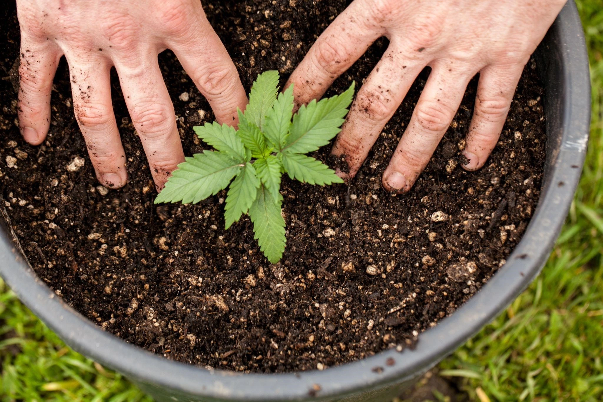 Top Nutrients for Cannabis Veg Stage  Tips, Tricks & Fertilisers