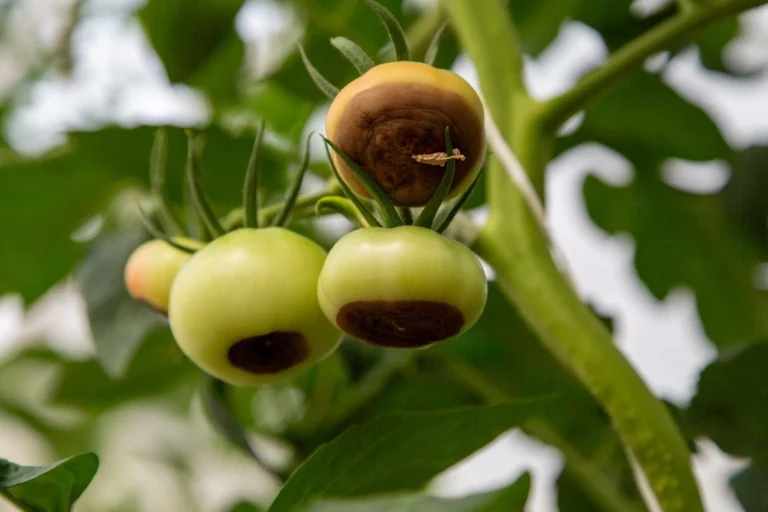Blosssom end rot in tomatoes is caused by a deficiency in calcium