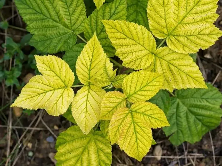 Plant showing signs of typical iron chlorosis, which always starts on the youngest leaves. Image by: Judith Flacke, 2016. All rights reserved.