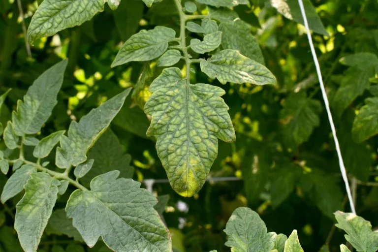 Tomato plant showing mild magnesium deficiency