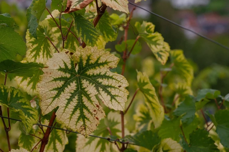 Detail of a leaf showing severe chlorosis, with reddish-brown spots