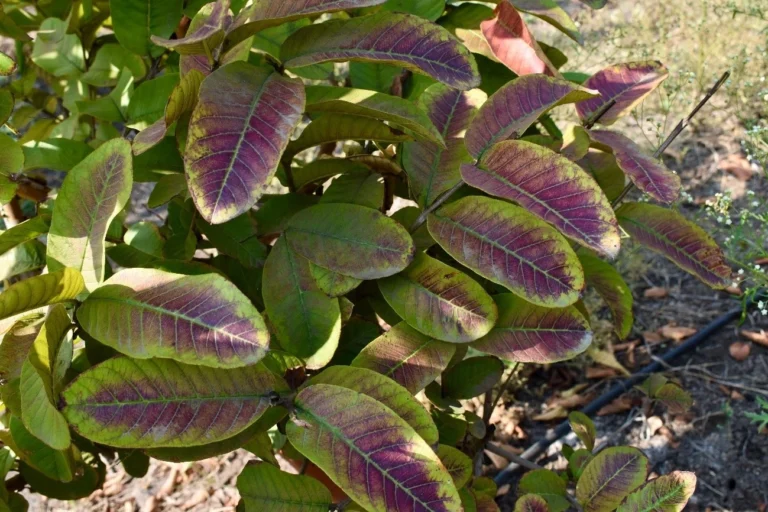 General appearance of a plant affected by a lack of phosphorus