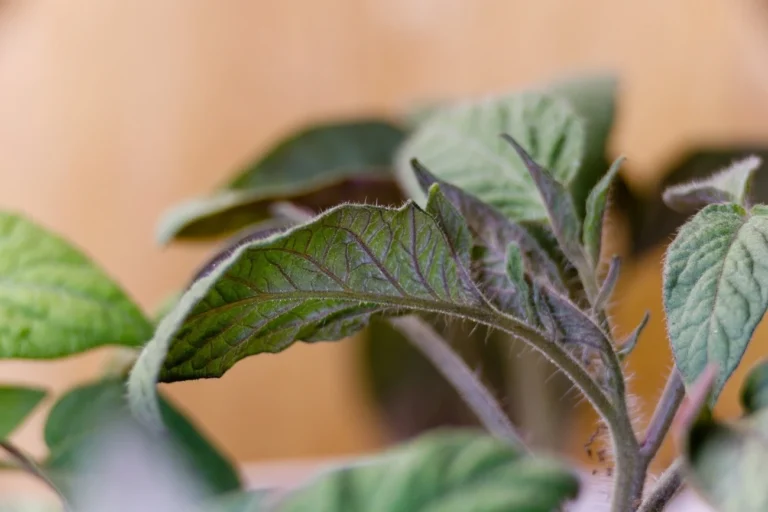 Detail photo of the stems of a tomato plant suffering from phosphorus deficiency