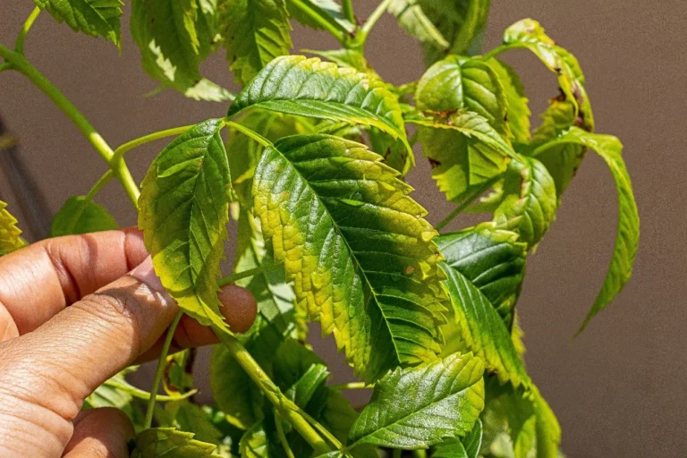 A plant showing the first signs of potassium deficiency