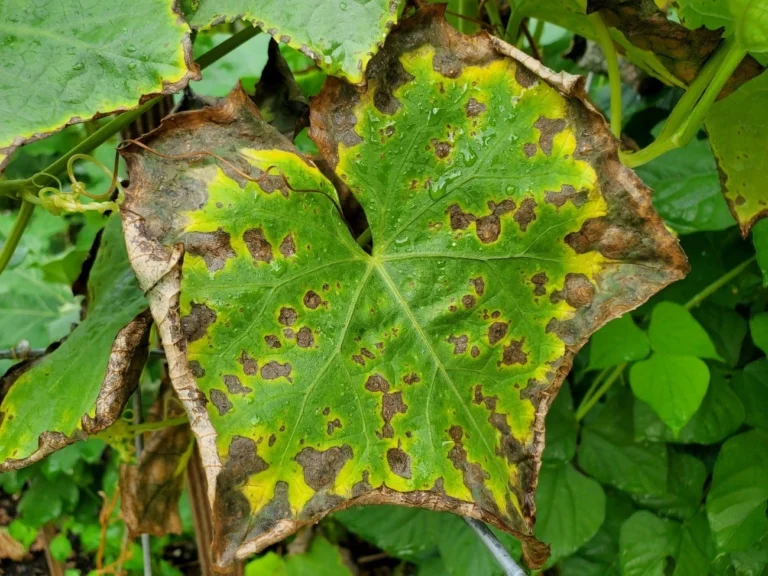 Detailed image of the edges turning yellow, then brown and curling in on themselves. Necrotic spots can also be seen in the interveinal space of the leaf as a sign of a more severe or sustained deficiency