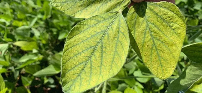 Plant with manganese deficiency. It starts to become serious, as the plant starts to show small brown necrotic spots as in the picture.