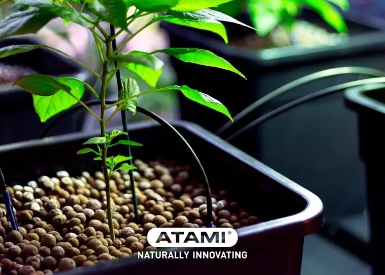 Atami’s 8 Top Tips for Growing with Hydroponics