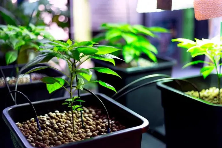 Healthy pepper plants growing in Hydro Rokz.