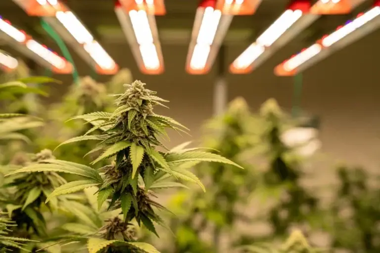 The flowering phase of cannabis plants is the most exciting time of cultivation, but it is only the beginning of the process.