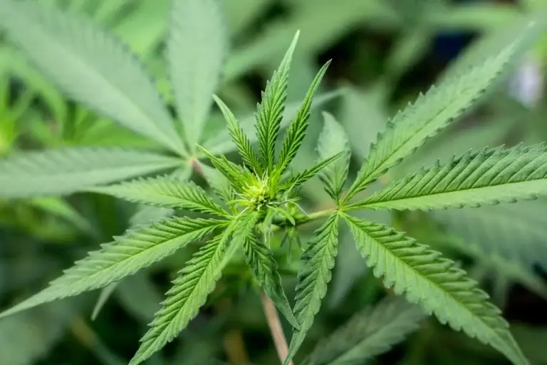 This marijuana plant is starting to flower.