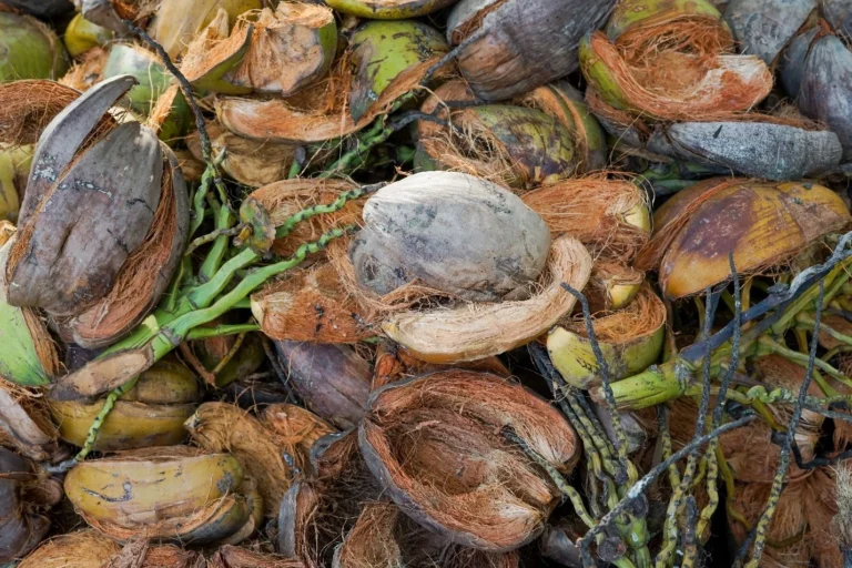 The coco fibres used in gardening and agriculture come from the mesocarp, the husk of the coconut.