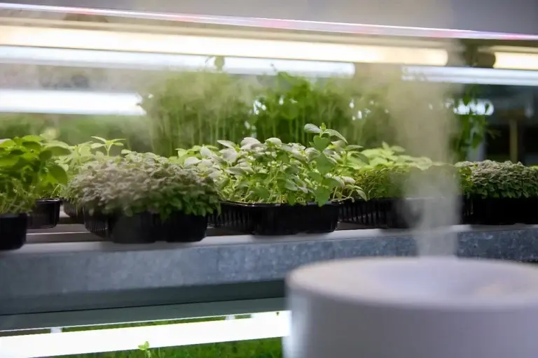 Humidifiers are very useful to maintain the relative humidity of your crop, especially when you have ventilation, and there is a high temperature.