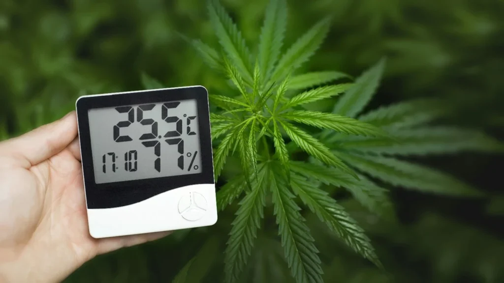 Always use tools that allow you to monitor the conditions of your crop, as discussed below.