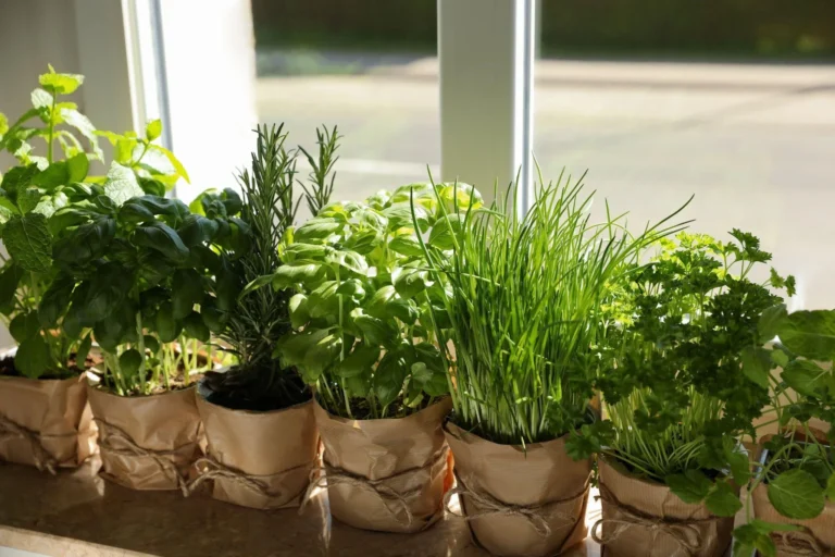 Various fresh herbs including basil, thyme, and rosemary growing side by side in a home garden setting