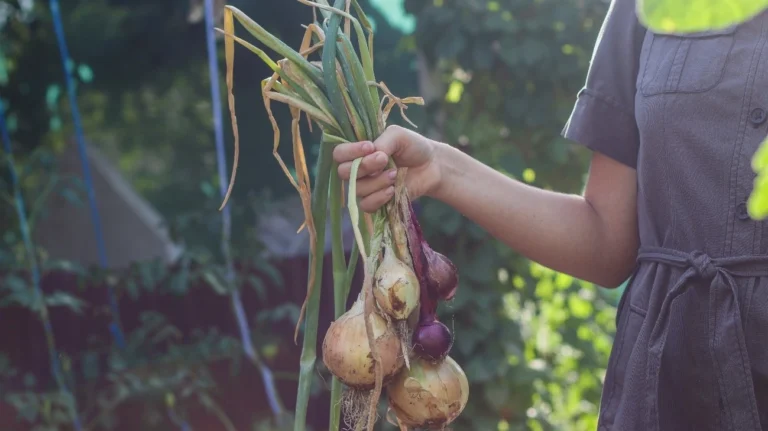 Many hobby growers prefer to grow with certified organic products because of the safety and confidence they give them.