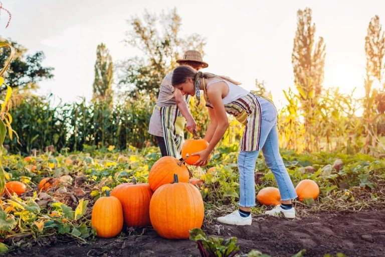 Two cultivators harvesting autumn's star crop: the pumpkin.