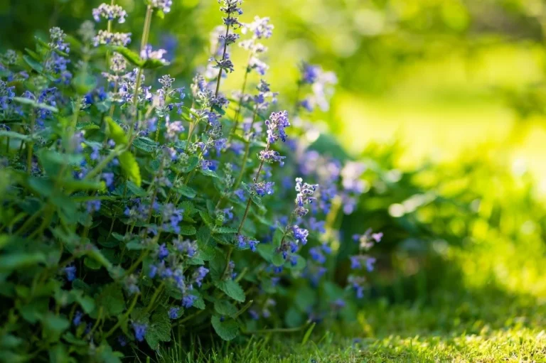 Catnip is a beautiful plant for your garden that will also help to keep cats and other animals away from other plants by attracting them to it. Also, pollinators love it!
