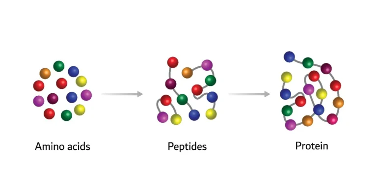 Essential amino acids are linked together to make all kinds of proteins.