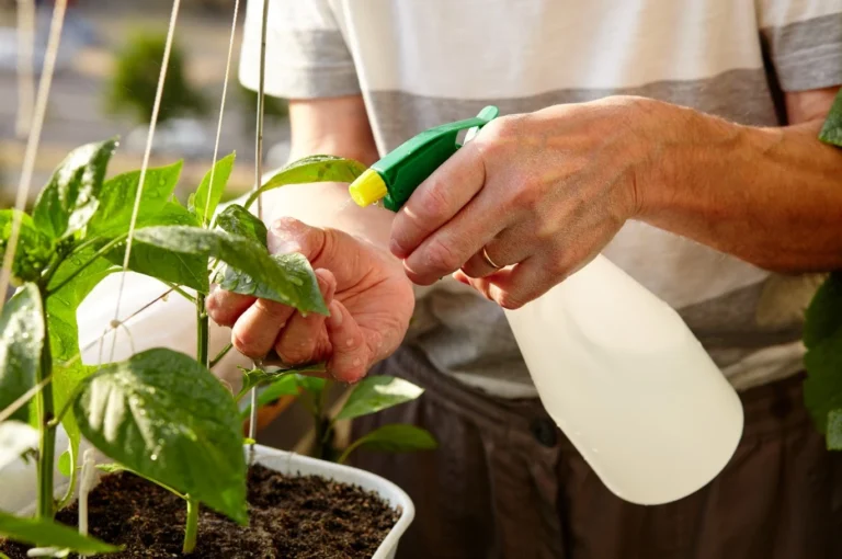 You can prepare a dilution of Alga-C and spray it on the leaves of your plants, so that you can take advantage of all its benefits locally and quickly.