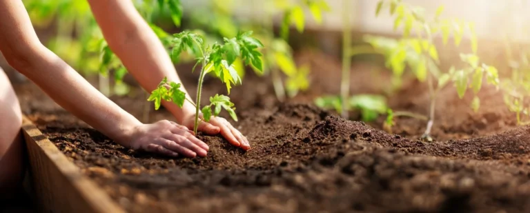 A healthy soil is a soil rich in organic matter, micro-organisms and other important substances such as humic and fulvic acids.