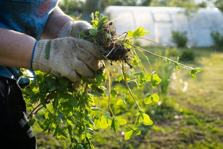 One of the great benefits of crop rotation is the control of adventitious weeds and the reduced presence of pests, preventing them from becoming established.