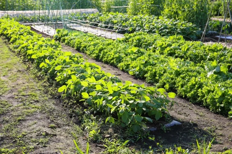 You can divide the garden into as many sections and shapes as you like depending on what you want to plant.