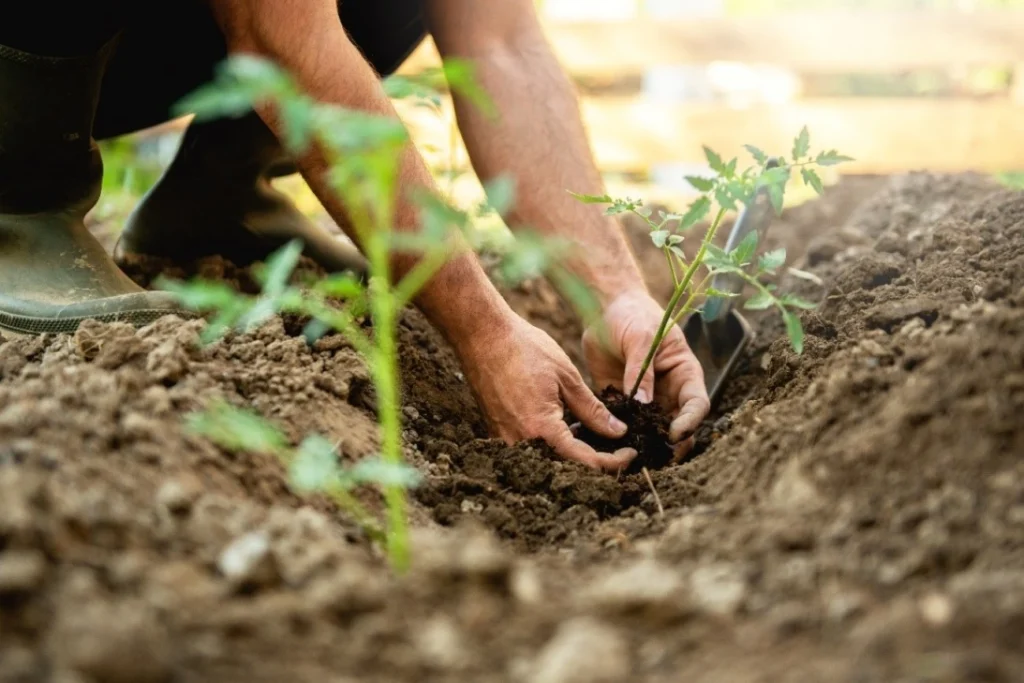 Crop rotation can be the key to avoiding soil depletion on your land.