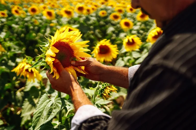 A grower observes his sunflower crop, where flowering is an essential part of a good harvest.