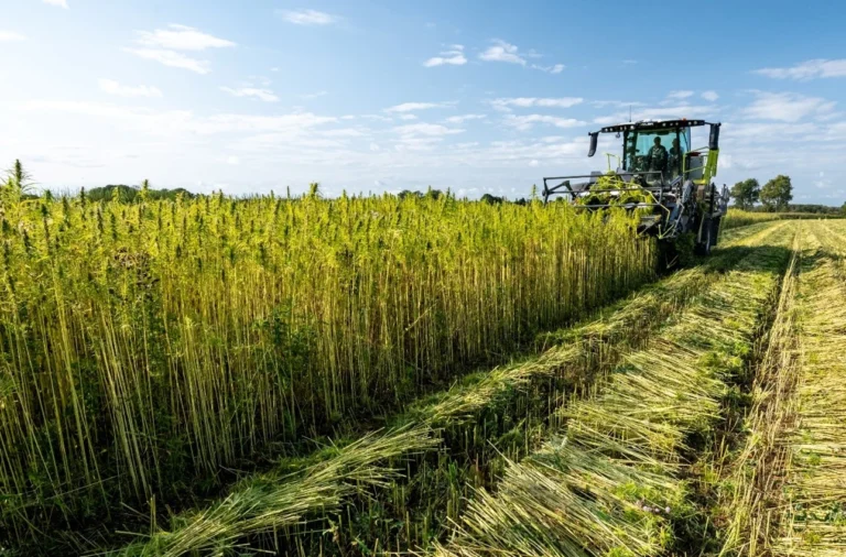 Extensive organic cultivation of hemp. Hemp is a crop of great industrial importance, so knowledge and understanding of the cannabis plant is essential.