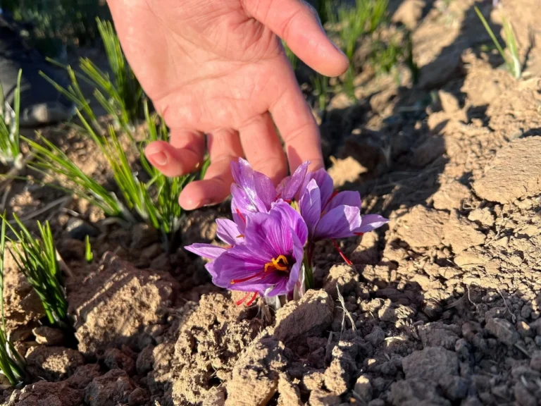 The saffron plant waits for the right time, between October and November, to flower, when the precious spice is harvested.