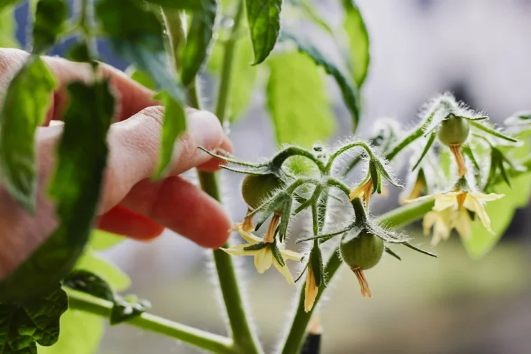 A tomato plant fruiting. Understanding and manipulating flowering may be the key to improving food production on a global scale.