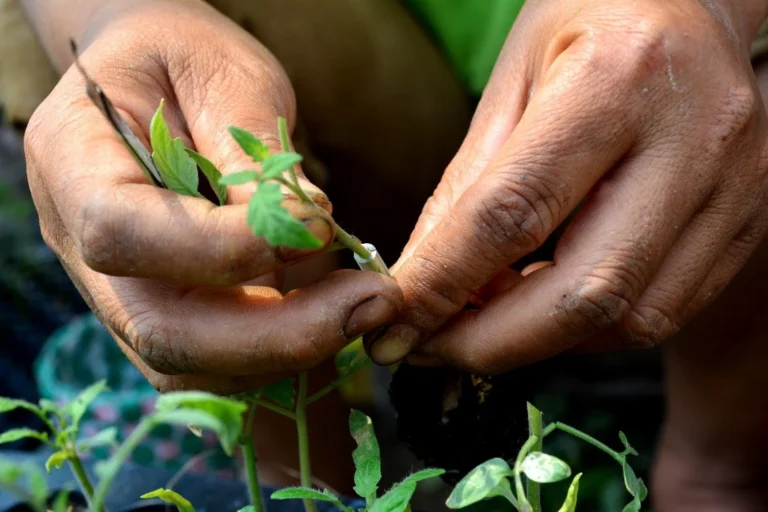 It is very common to add rooting hormones to achieve rooting of cuttings, but these do not usually produce negative effects in humans in the long term.