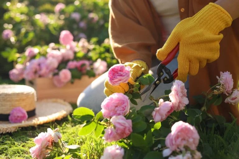 From removing dead leaves, to harvesting our flowers, pruning is an essential part of cultivation.