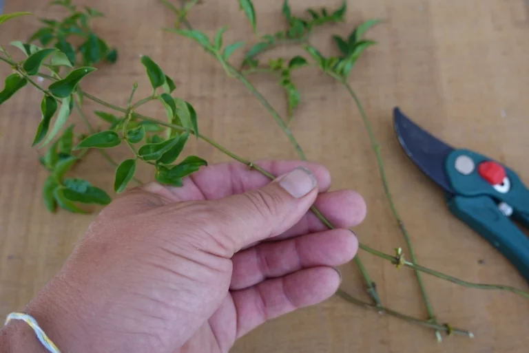 Take advantage of the pruning and get free copies of your favourite varieties.