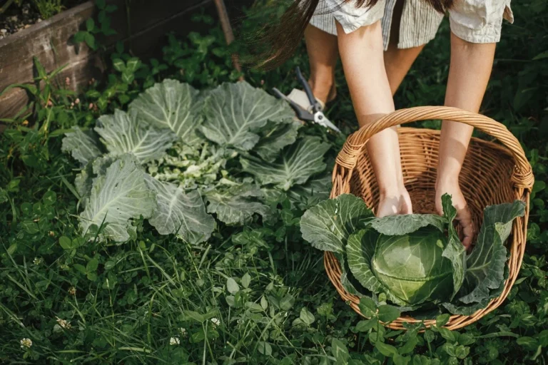 A woman harvesting her cabbage crop with surrounding cover crops that protect and improve soil quality.
