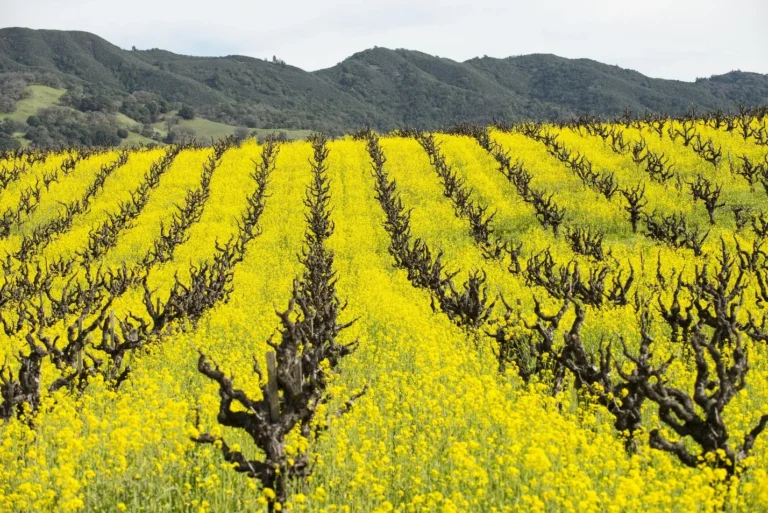 The vines are planted with yellow mustard to prevent degradation, run-off and nutrient loss from the paths between the vines, protecting the soil and improving soil quality.