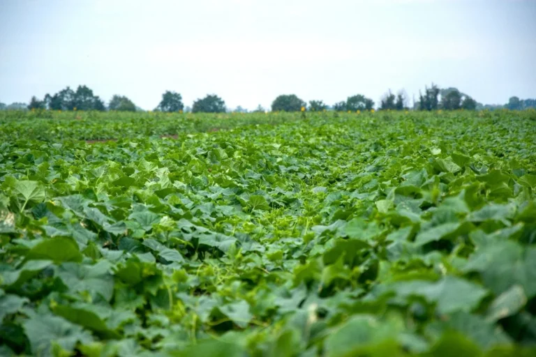 In this cucumber field, it uses cow peas between the plants to return nitrogen to the soil and also act as a sacrificial crop. Insects and pests feed on it rather than on the cucumber plants.