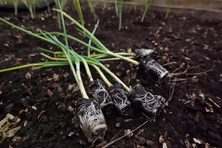 These roots are already suffering from rootbound. These chives are being transplanted late, and it is time wasted for the plant to settle into its new home earlier and develop its maximum potential.