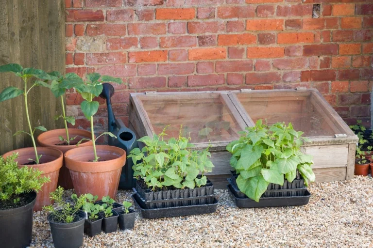 Exposing your seedlings and acclimatising them beforehand will make future adaptation much smoother and more successful.