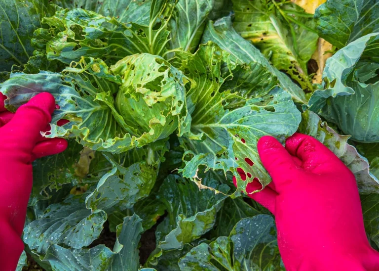 How to Prevent Pests This Season: Organic Farming Tips for a Thriving Harvest