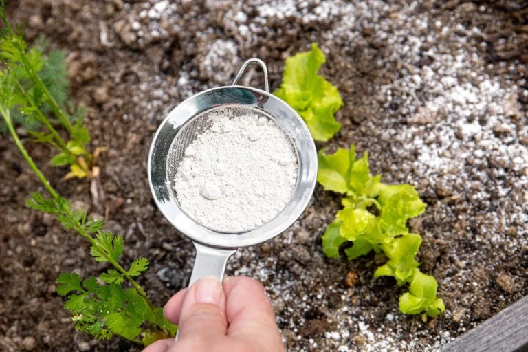 In the picture diatomaceous earth is being sprinkled on a lettuce crop to prevent pests such as snails and slugs.