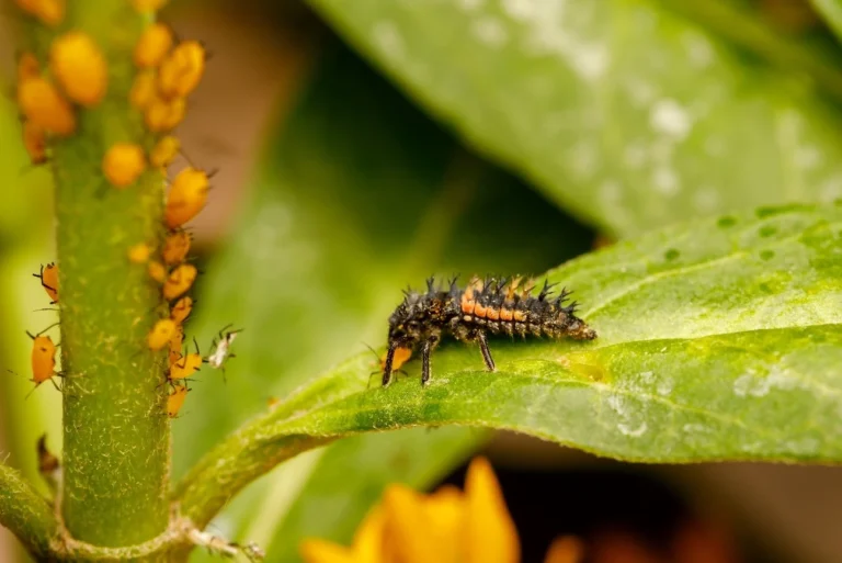 In the picture a ladybug nymph. Despite their threatening appearance they are harmless to humans and voracious against various pests, especially aphids.