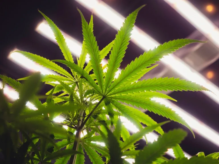 LED grow lights are becoming increasingly popular due to the many advantages they offer, including reduced energy consumption.