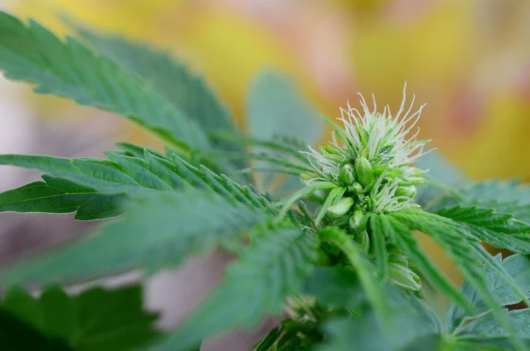 Hermaphroditic marijuana plant: an undercover crop saboteur.