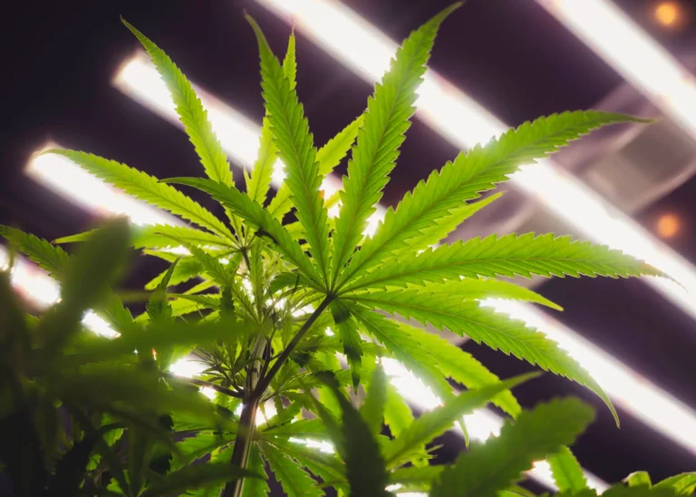 Top 5 Common Myths About Cannabis Cultivation Debunked