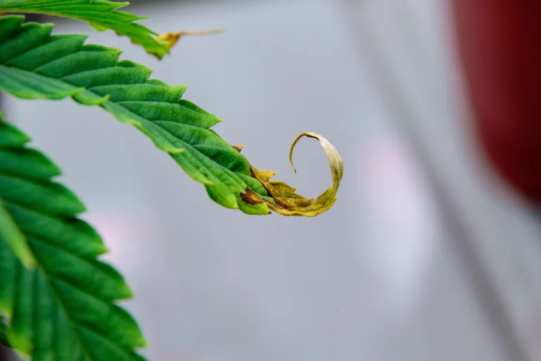 Troubleshooting Over and Underfed Cannabis Plants