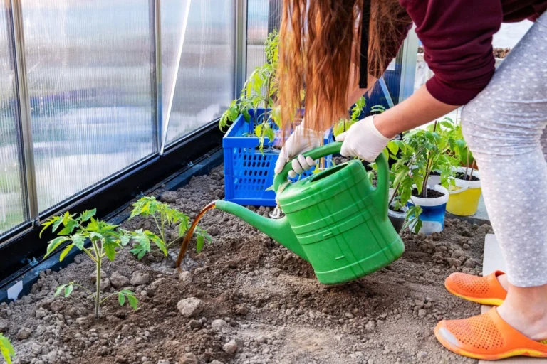 Young tomato plants being watered with a nutrient solution.